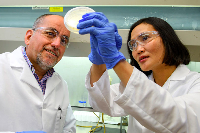 Two scientists look at a bacterial culture.