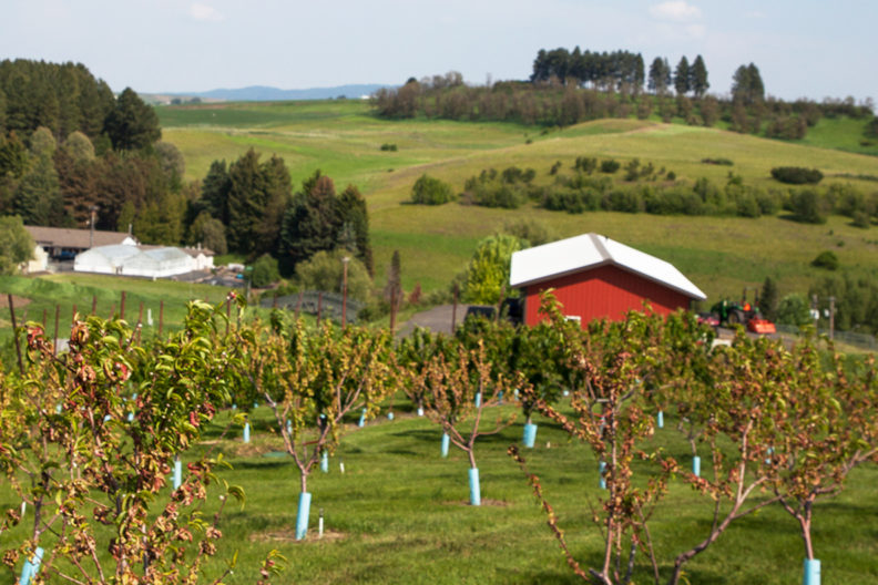 An orchard on the WSU Eggert Family Organic Farm.
