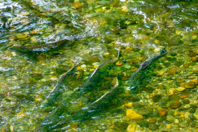 Salmon swimming down a stream.