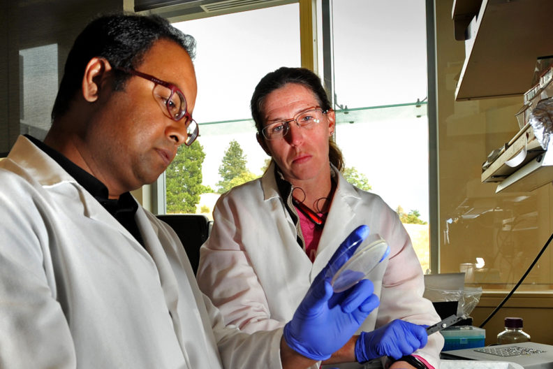 Researchers examining a petri dish.