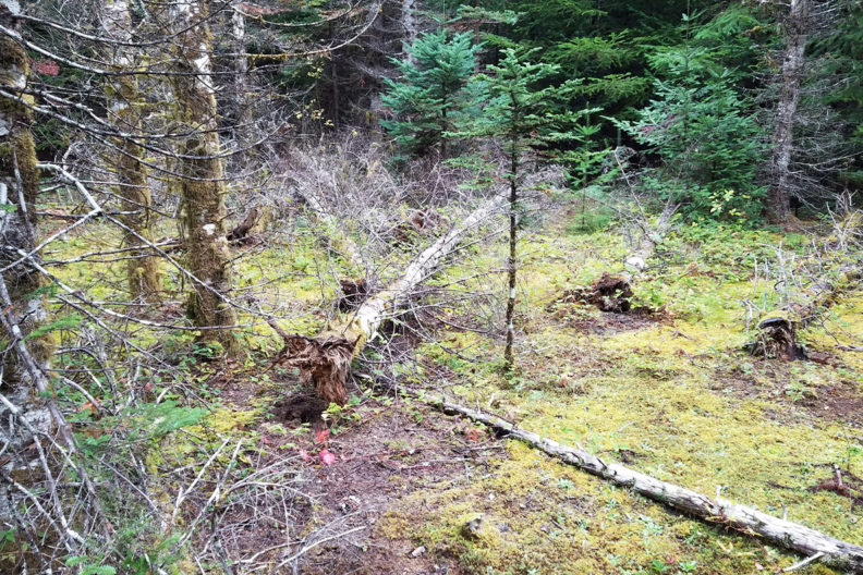 A photograph of fallen trees in a forest.