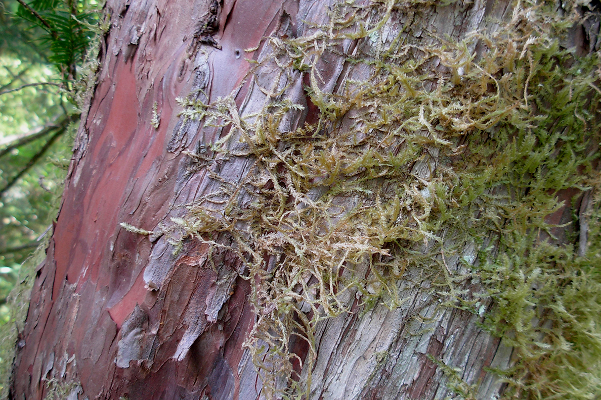 Finding the genes to build a better cancer treatment WSU Insider