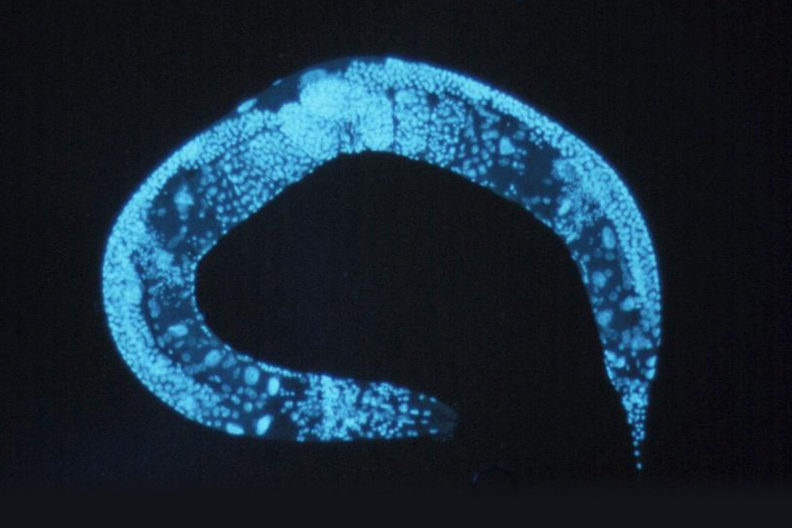 Caenorhabditis elegans.