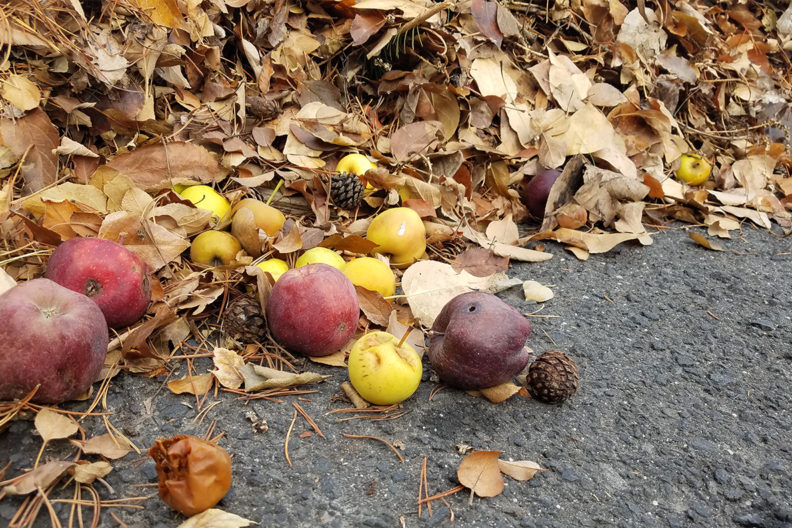 Agro waste sits in a backyard.