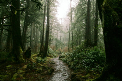 A muddy path through a forest near Forks, Washington.