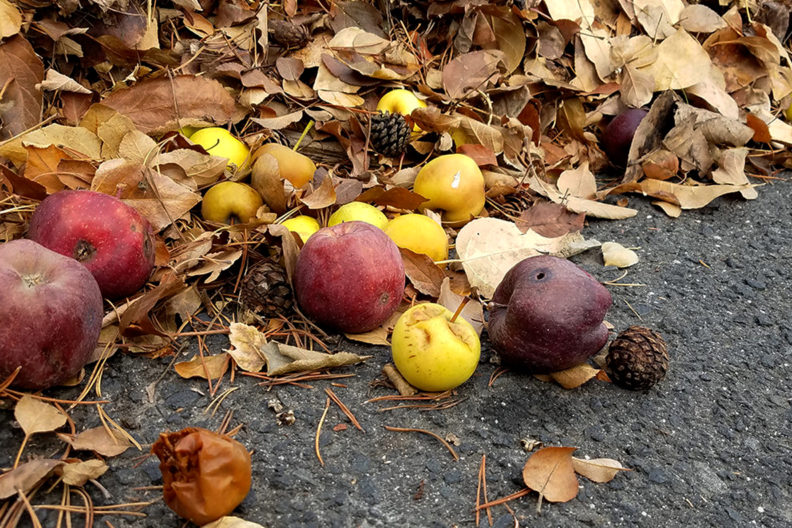 A pile of leaves, apples and other agricultural waste.