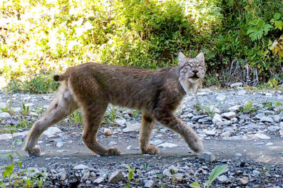 A lynx walking down a rocky path.