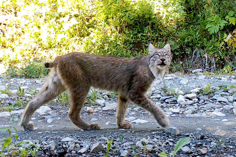 A lynx walking down a rocky path.