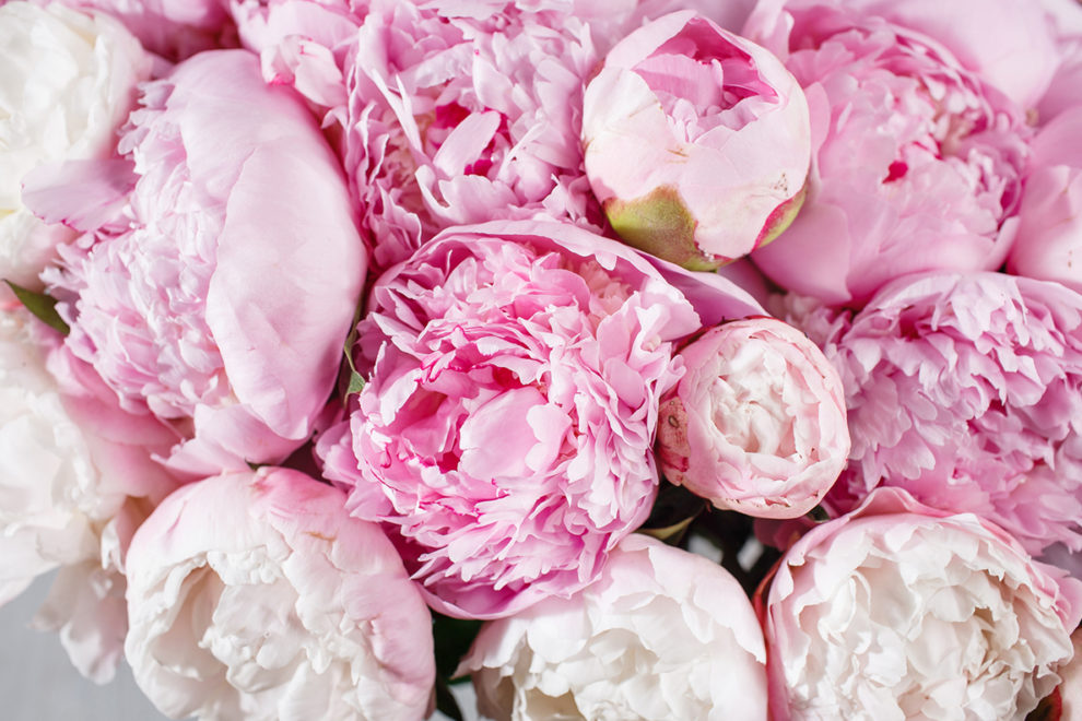 Closeup of a bouquet of peony flowers.
