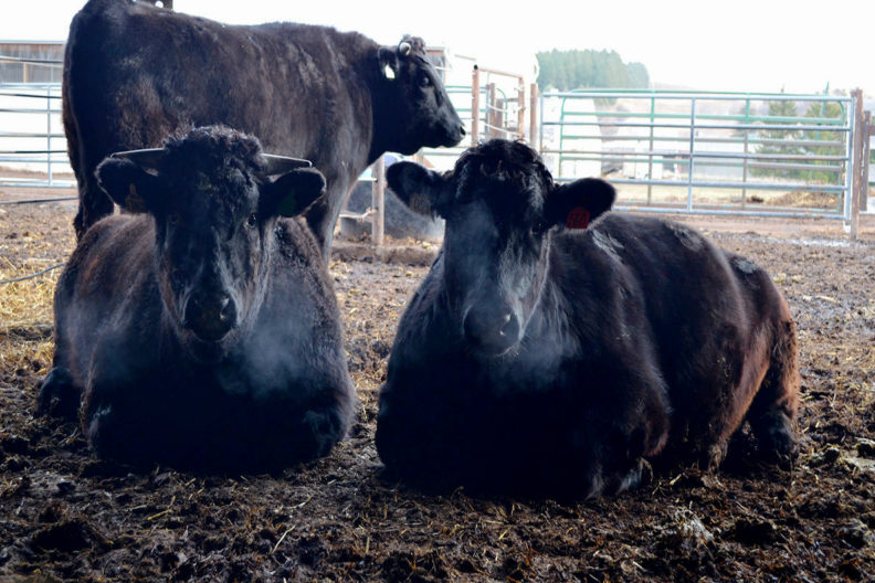 Three Waygu beef cows in a corral.