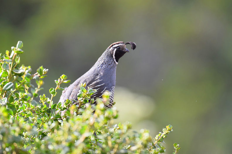 quail peaking out of a bush