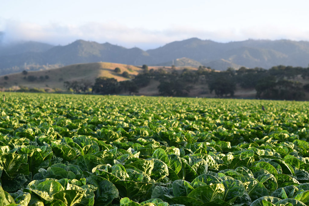 Organic farm advantages in biodiversity and profits depend on location