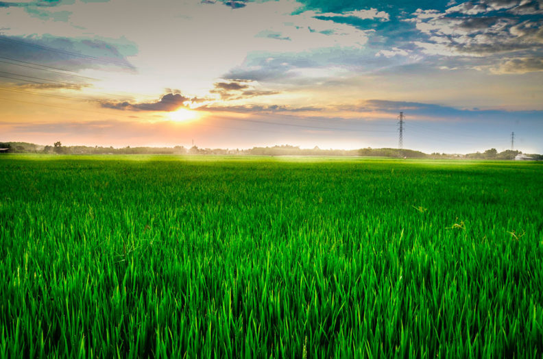 rice field