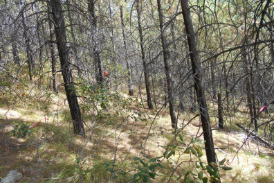 Area of the Entiat Experimental Forest