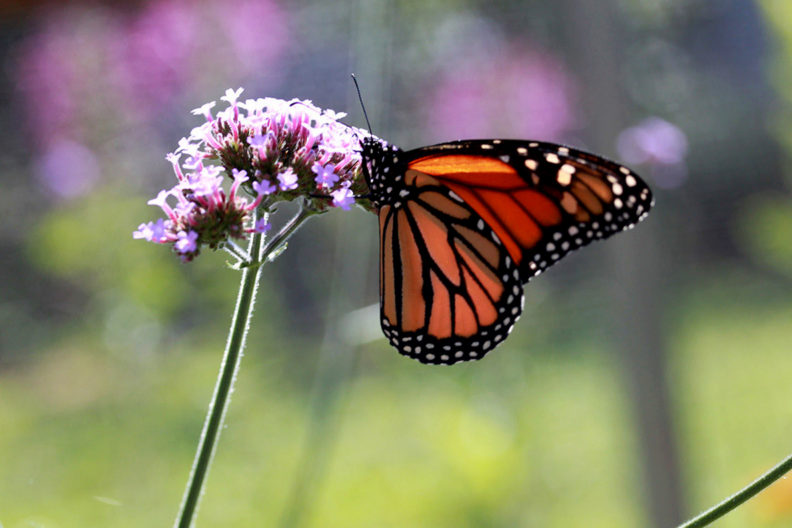 Monarch butterfly perched on a flower.