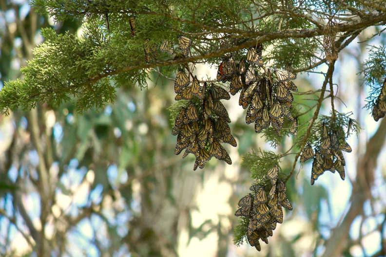 Groups of migratory monarch butterflies hanging from a tree