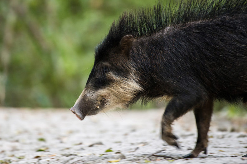 White-lipped peccary in profile