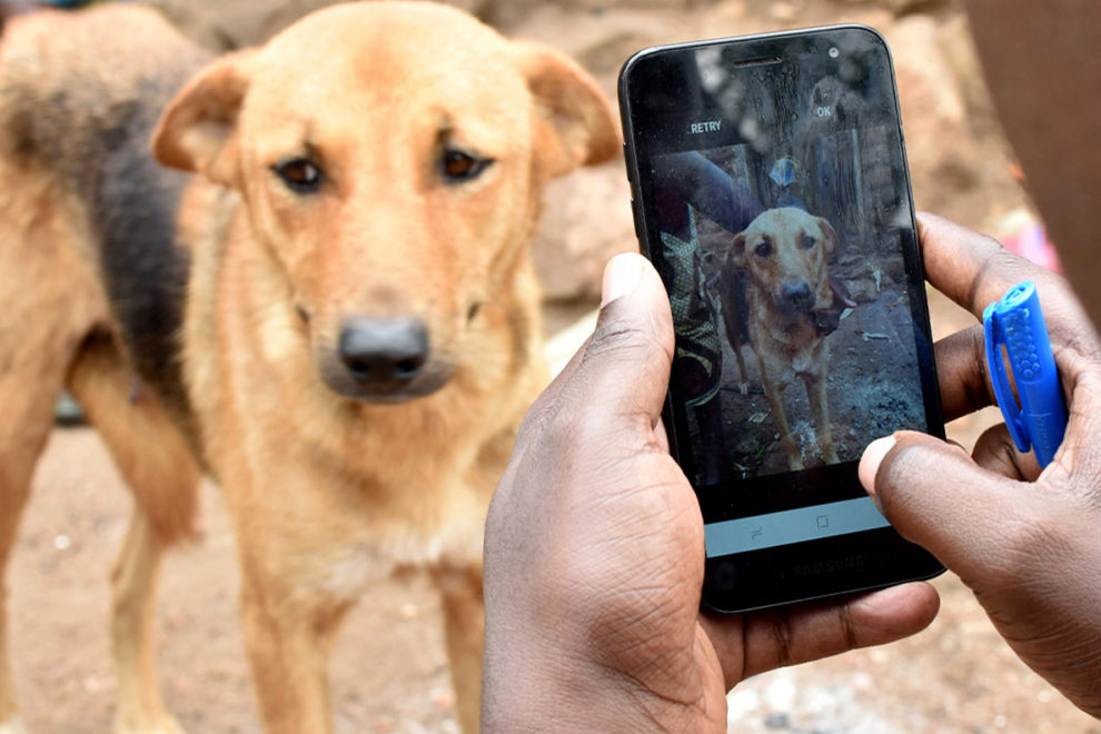 A researcher taking a picture of a dog with a cellphone.