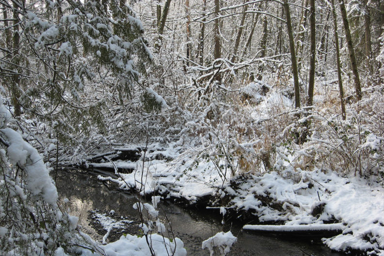 A forest during the winter