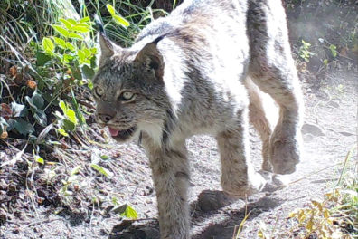 Lynx traveling on a forest path.