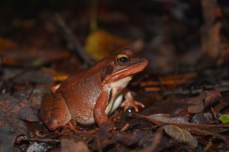 Wood frog sitting on leaves.