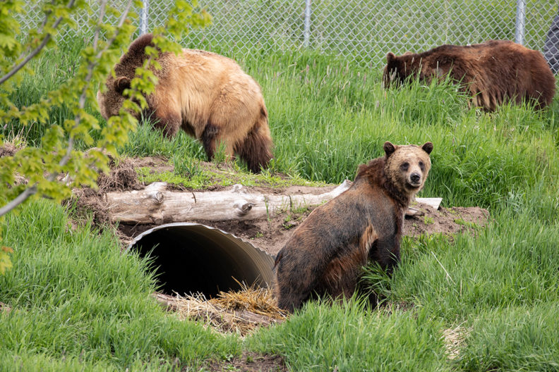 Bears explore their new cave at the WSU Bear Center.