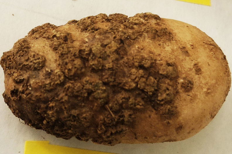 A potato infected by powdery scab.
