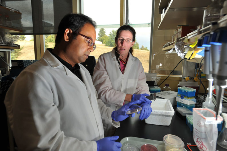 Two researchers examine samples in a lab