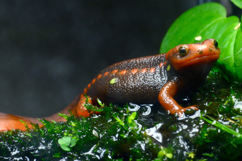 An orange salamander perched on a leaf