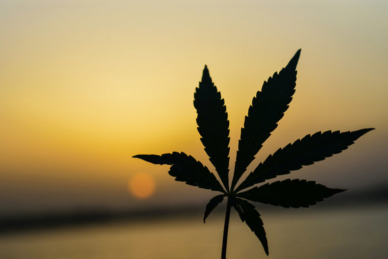 marijuana leaf in front of a sunset
