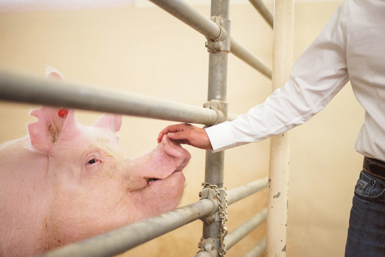 A man petting a pig through the bars of its pen