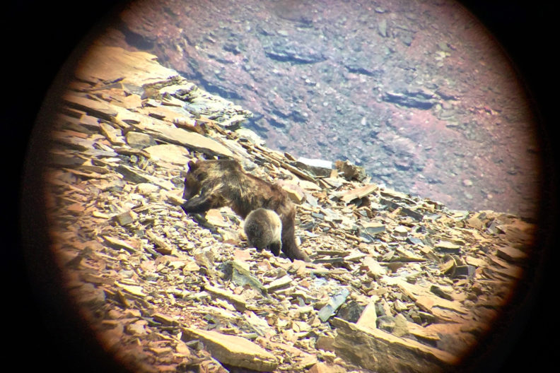 A grizzly bear and cub forage for army cutworm moths.