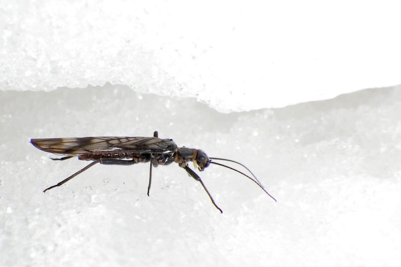 A small mountain fly on the snow