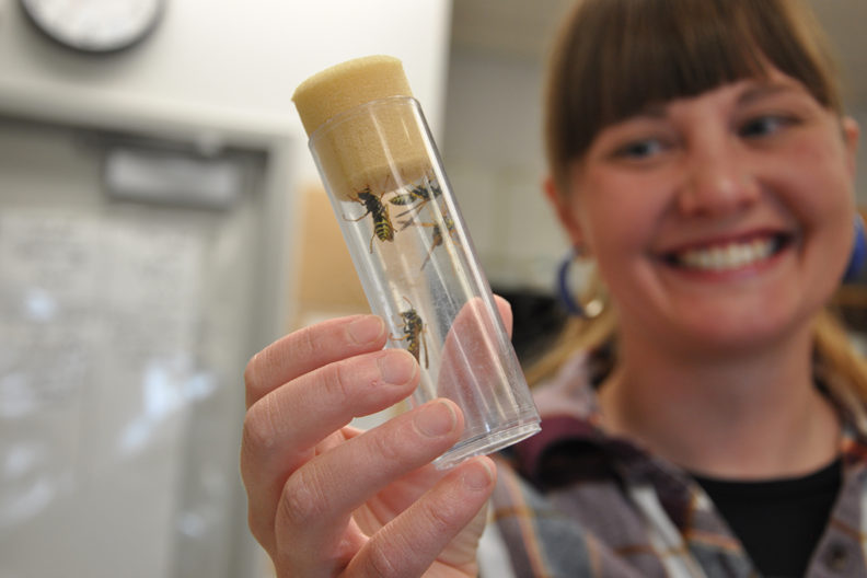 Megan Asche holds a vial containing paper wasps.