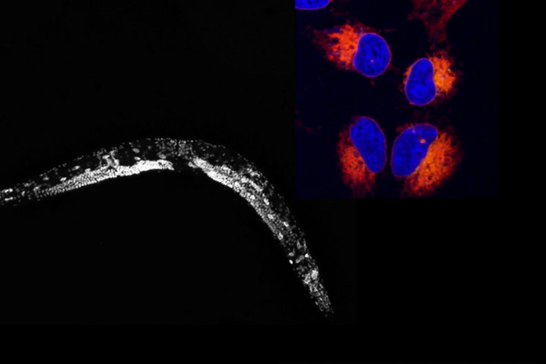 White and gray nematode and blue and orange glowing cancer cells on a black background.