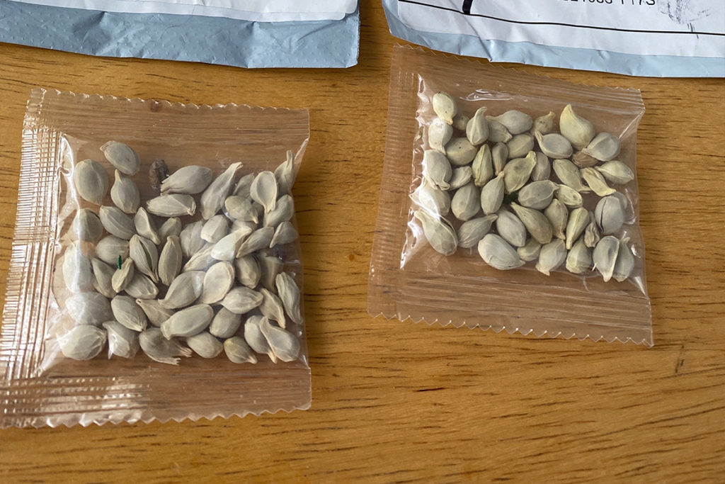 WSU Master Gardeners urge caution, awareness of unsolicited seeds WSU