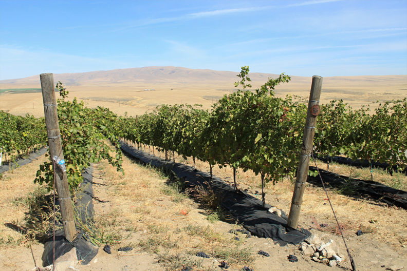 Vineyards in Yakima
