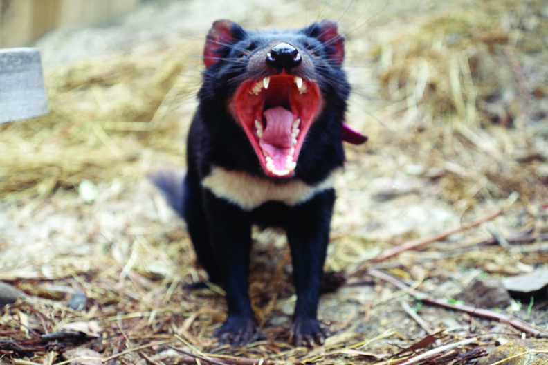 Tasmanian Devil with open mouth