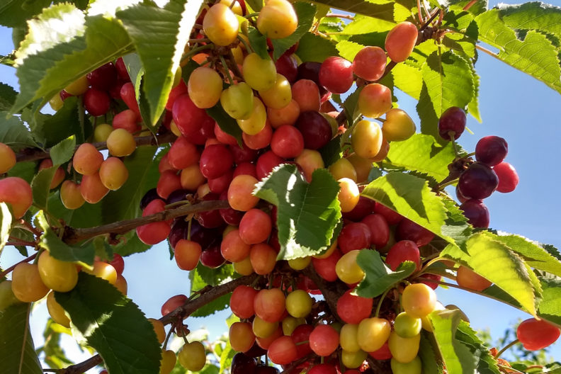 Cherries infected with Little Cherry Disease.