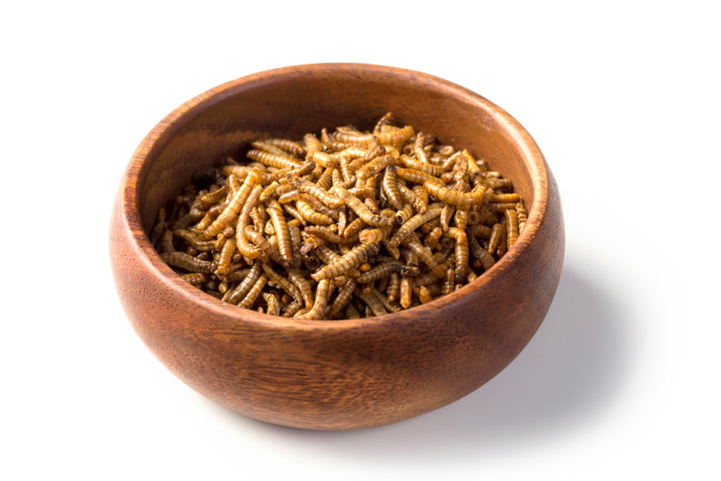 A bowl of meal worm larvae