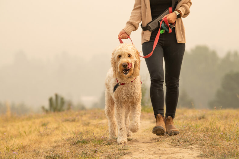 A woman walks her dog outside in the smoke.