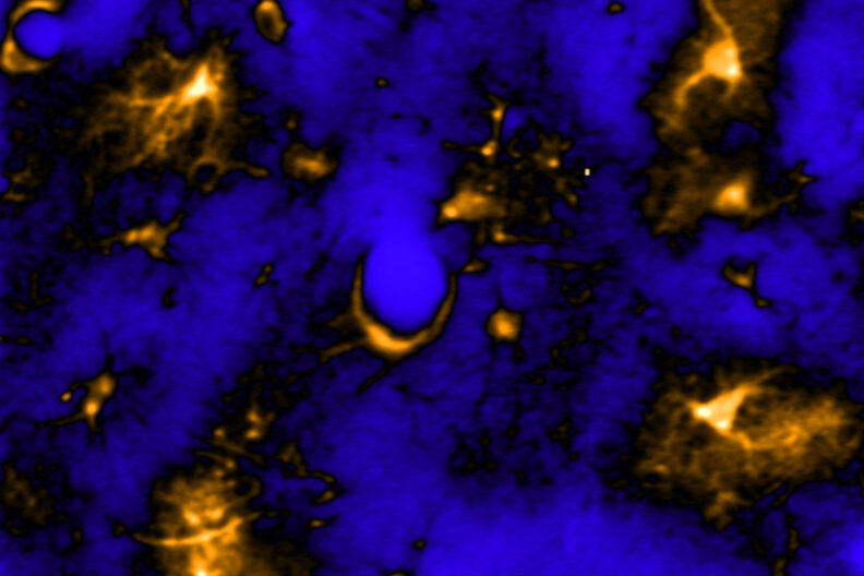 Astrocytes in the brain