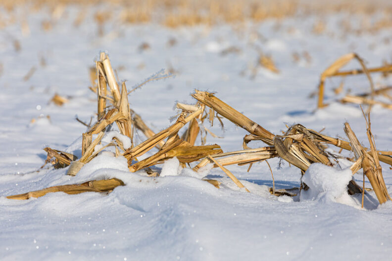 Remnants of a harvested corn field covered in snow.