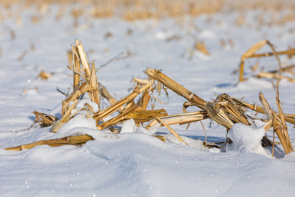 Pilot project turns corn waste into jet fuel WSU Insider Washington