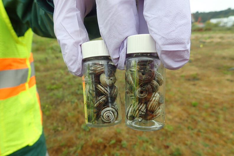 Closeup of snails in two jars.