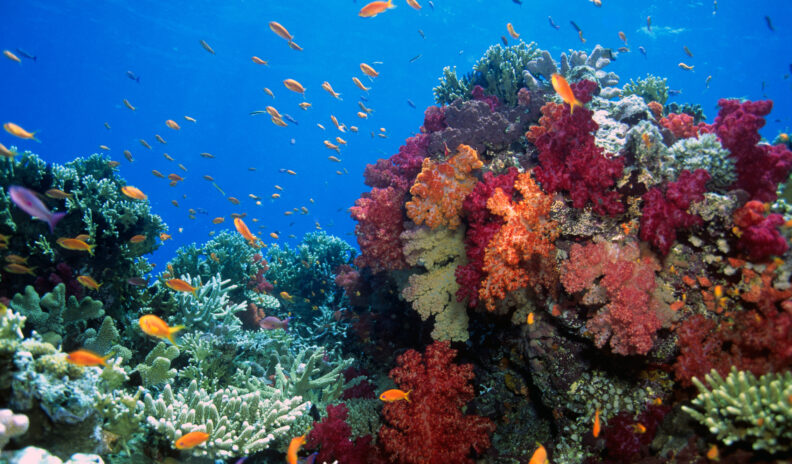 a coral reef with orange fish swimming in the background