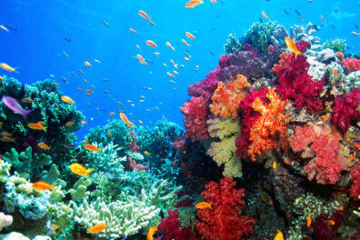 Coral reef with fish swimming all around.