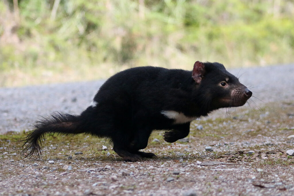 Tasmanian devils may survive their own pandemic | WSU Insider