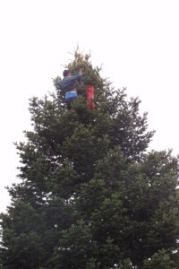 A Turkish climber collects cones from the top of a large fir tree