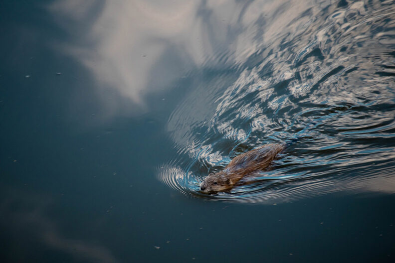 A beaver swimming through water viewed from above